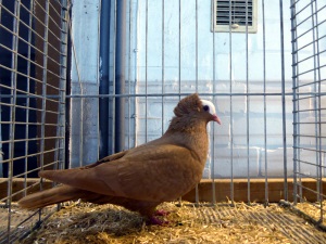 Sddeutsche Blasse
