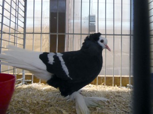 Sddeutsche Mchtaube