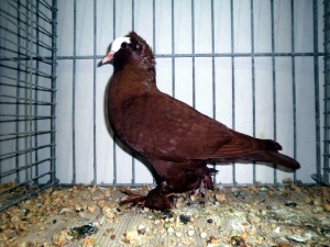 Sddeutsche Blasse