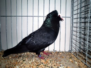 Sddeutsche Blasse