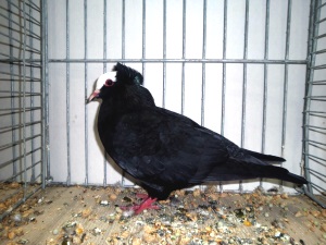 Sddeutsche Blasse