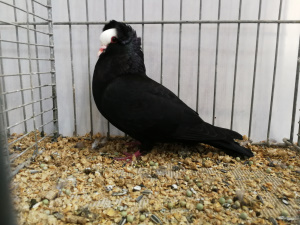 Sddeutsche Blasse