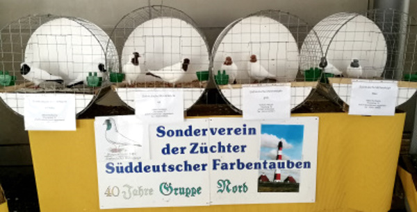 Sddeutsche Mohrenkpfe - Blickpunktrasse
