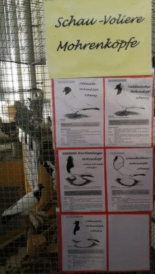 Voliere Plakat