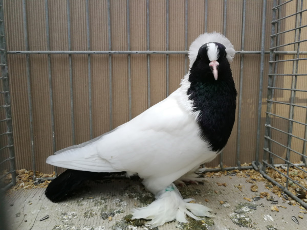 Wrttemberger Mohrenkopf