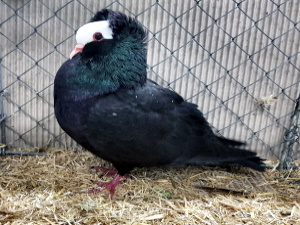 Sddeutsche Blasse