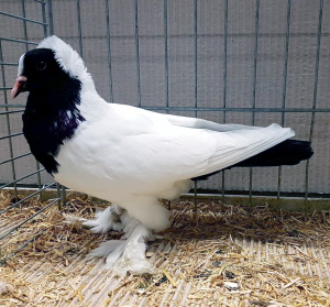 Wrttemberger Mohrenkopf