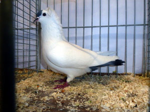 Sddeutsche Schnippe