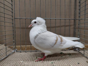 Schildtaube
