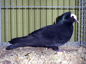 Sddeutsche Blasse
