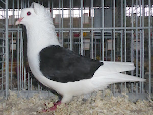 Sddeutsche Schildtaube