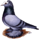Sddeutsche Blasse, belatscht