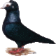 Sddeutsche Blasse, glattfig