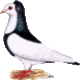 Echterdinger Farbentaube