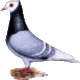Sddeutsche Mnchtaube, glattfig