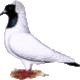 Sddeutscher Mohrenkopf
