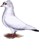 Sddeutsche Schnippe